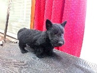 Nouvelle Generation - Scottish Terrier - Portée née le 12/02/2020