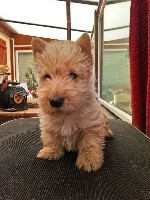 Nouvelle Generation - Scottish Terrier - Portée née le 12/02/2020