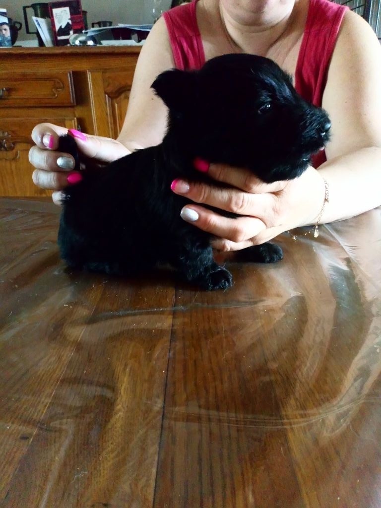 Nouvelle Generation - Scottish Terrier - Portée née le 26/04/2019