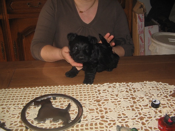 Accueil - Elevage Walescot- kinloch - eleveur de chiens Scottish Terrier